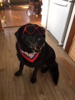 Darcy in sunglasses